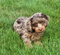 Jackson, a male Cavapoo for sale in Sugarcreek, OH – 3 of 4