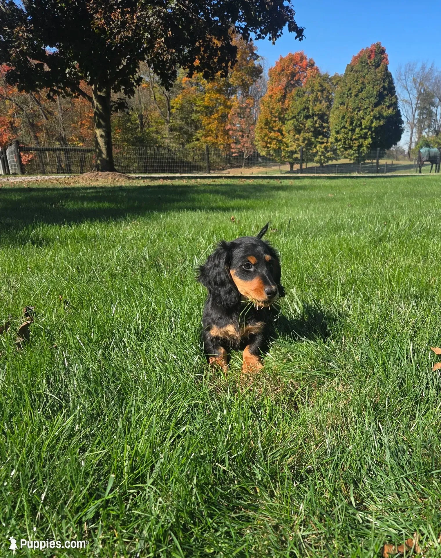 Winston, a male Miniature Dachshund for sale in Sugarcreek, OH – 2 of 3