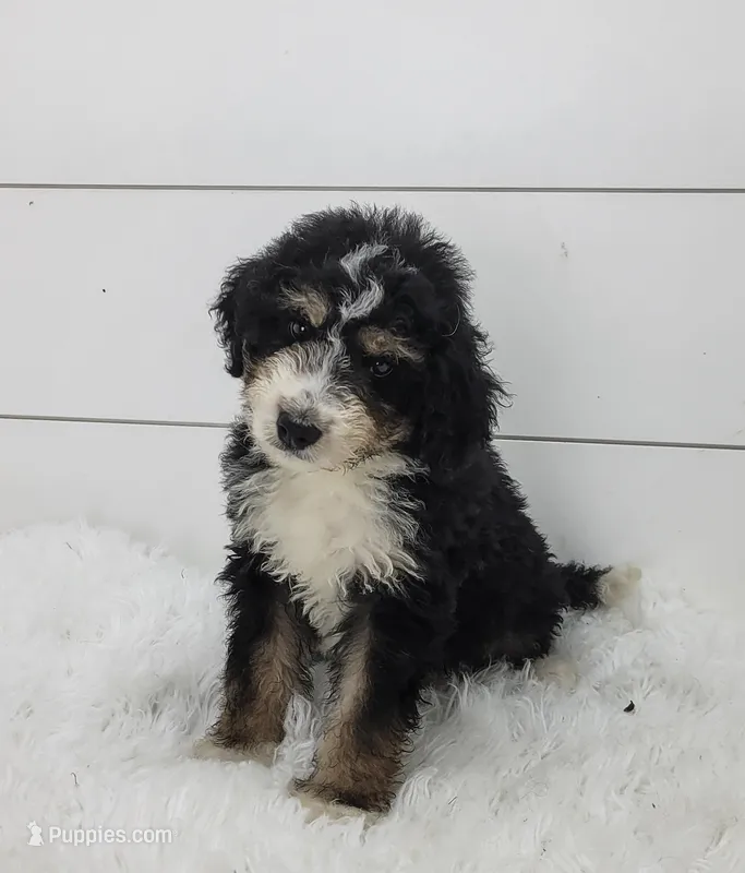 Bruno – Bernedoodle puppy for sale in Sugarcreek, OH