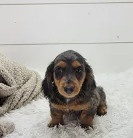 Milo, a male Miniature Dachshund for sale in Sugarcreek, OH – 4 of 6