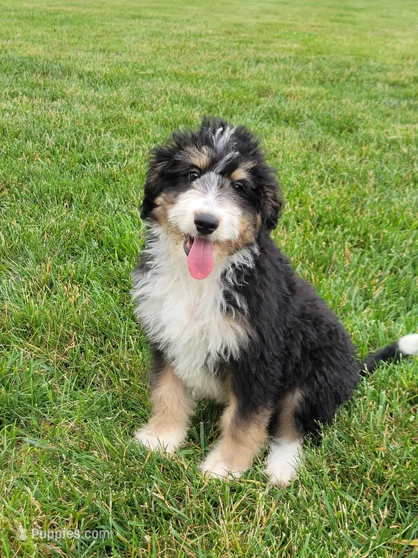 Bruno – Bernedoodle puppy for sale in Sugarcreek, OH