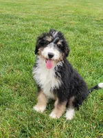 Bruno, a male Bernedoodle for sale in Sugarcreek, OH – 1 of 4
