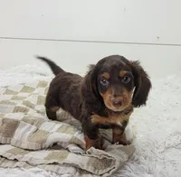 Archie, a male Miniature Dachshund for sale in Sugarcreek, OH – 4 of 4