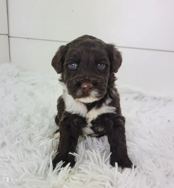 Sailor – Portuguese Water Dog puppy for sale in Sugarcreek, OH