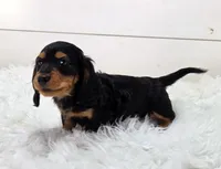 Winston, a male Miniature Dachshund for sale in Sugarcreek, OH – 2 of 3