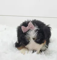 Bella, a female Bernese Mountain Dog and Poodle - Standard  for sale in Sugarcreek, OH – 5 of 6