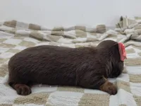 Opal, a female Miniature Dachshund for sale in Sugarcreek, OH – Photo 4 of 7