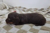 Opal, a female Miniature Dachshund for sale in Sugarcreek, OH – Photo 7 of 7