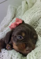 Opal, a female Miniature Dachshund for sale in Sugarcreek, OH – Photo 3 of 7