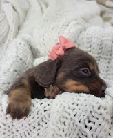 Opal, a female Miniature Dachshund for sale in Sugarcreek, OH – Photo 2 of 7