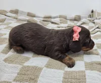 Opal, a female Miniature Dachshund for sale in Sugarcreek, OH – Photo 6 of 7