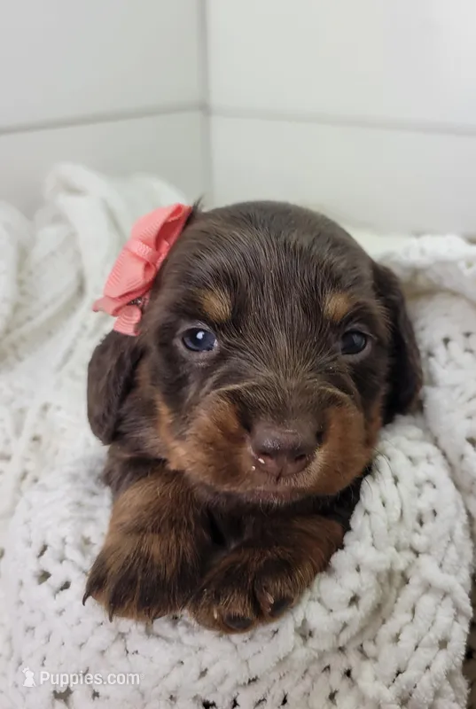 Opal – Miniature Dachshund puppy for sale in Sugarcreek, OH