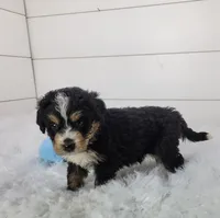 Bentley, a female Bernedoodle for sale in Sugarcreek, OH – Photo 2 of 6