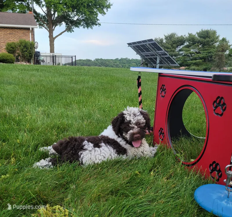 Cornhusker – Portuguese Water Dog puppy for sale in Sugarcreek, OH
