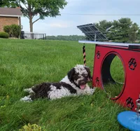 Cornhusker, a male Portuguese Water Dog for sale in Sugarcreek, OH – 2 of 5