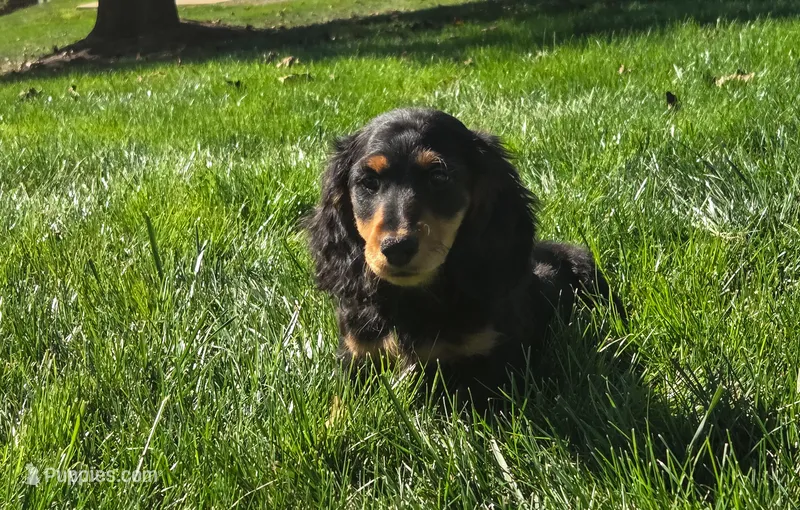 Winston – Miniature Dachshund puppy for sale in Sugarcreek, OH