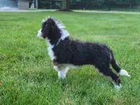 Bentley, a male Bernedoodle for sale in Sugarcreek, OH – 4 of 4