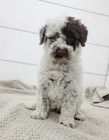 Commodore, a male Portuguese Water Dog for sale in Sugarcreek, OH – 5 of 8