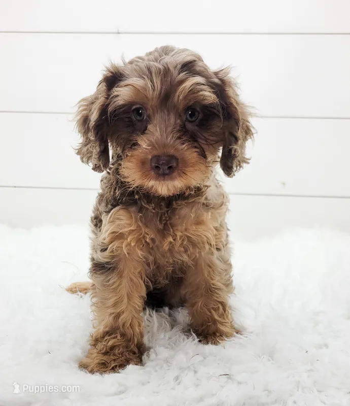 Oliver – Cavapoo puppy for sale in Sugarcreek, OH
