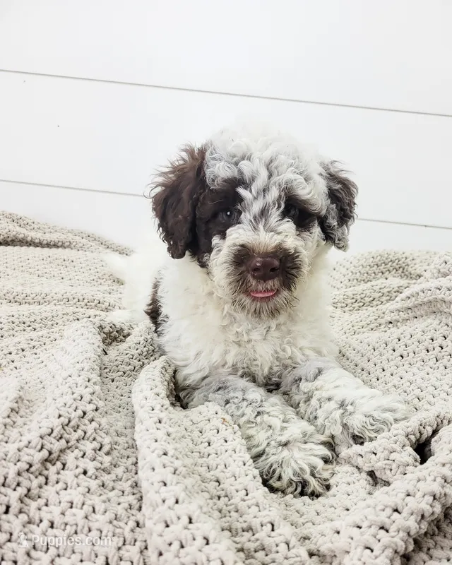 Commodore – Portuguese Water Dog puppy for sale in Sugarcreek, OH