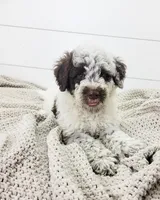 Commodore, a male Portuguese Water Dog for sale in Sugarcreek, OH – 1 of 8