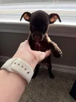 Brownie, a male Chiweenie for sale in Fort Worth, TX – Photo 3 of 4