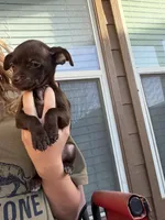 Brownie, a male Chiweenie for sale in Fort Worth, TX – Photo 1 of 4