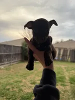 Brownie, a male Chiweenie for sale in Fort Worth, TX – Photo 4 of 4