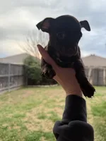 Brownie, a male Chiweenie for sale in Fort Worth, TX – Photo 2 of 4