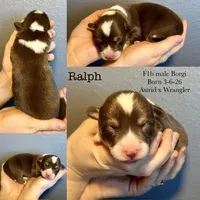 Ralph, a male Border Collie and Pembroke Welsh Corgi for sale in Leon, IA – Photo 2 of 3