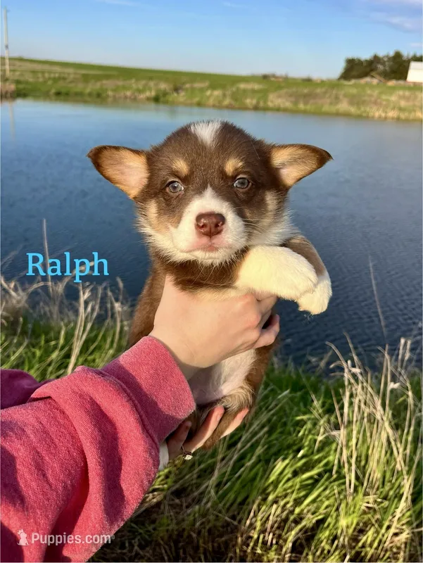 Ralph – Border Collie, Pembroke Welsh Corgi puppy for sale in Leon, IA