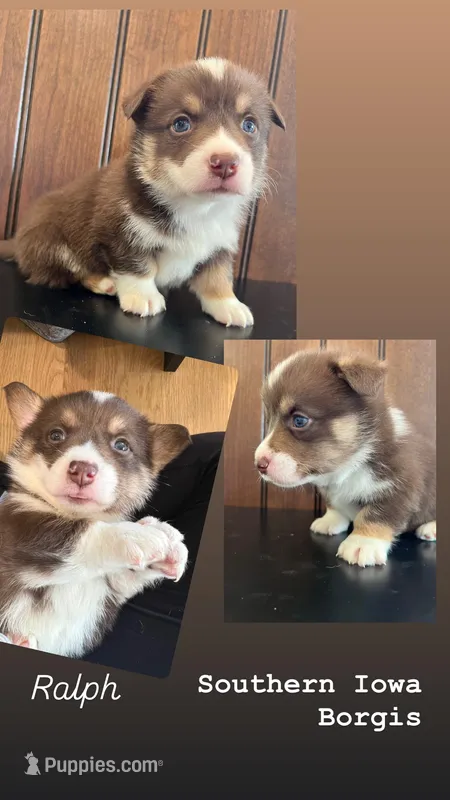 Ralph – Border Collie, Pembroke Welsh Corgi puppy for sale in Leon, IA