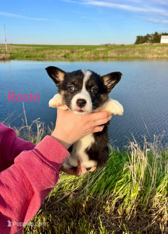 Rosie  – Border Collie, Pembroke Welsh Corgi puppy for sale in Leon, IA