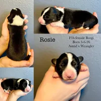 Rosie , a female Border Collie and Pembroke Welsh Corgi for sale in Leon, IA – Photo 2 of 3