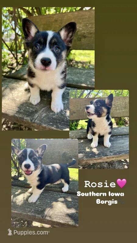 Rosie  – Border Collie, Pembroke Welsh Corgi puppy for sale in Leon, IA