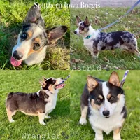 Rosie , a female Border Collie and Pembroke Welsh Corgi for sale in Leon, IA – Photo 3 of 3