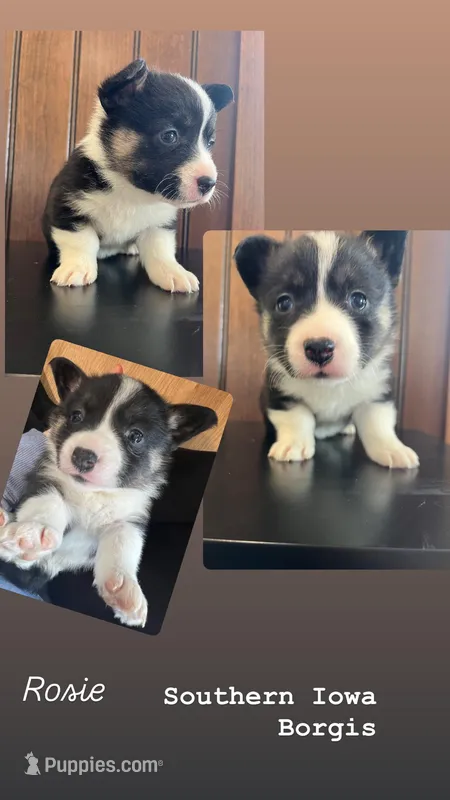 Rosie  – Border Collie, Pembroke Welsh Corgi puppy for sale in Leon, IA