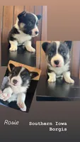 Rosie , a female Border Collie and Pembroke Welsh Corgi for sale in Leon, IA – Photo 1 of 3