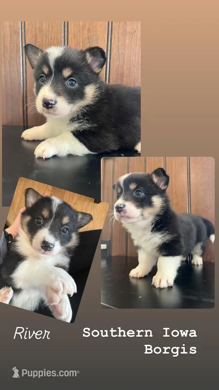 River – Border Collie, Pembroke Welsh Corgi puppy for sale in Leon, IA