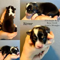 River, a female Border Collie and Pembroke Welsh Corgi for sale in Leon, IA – Photo 2 of 3