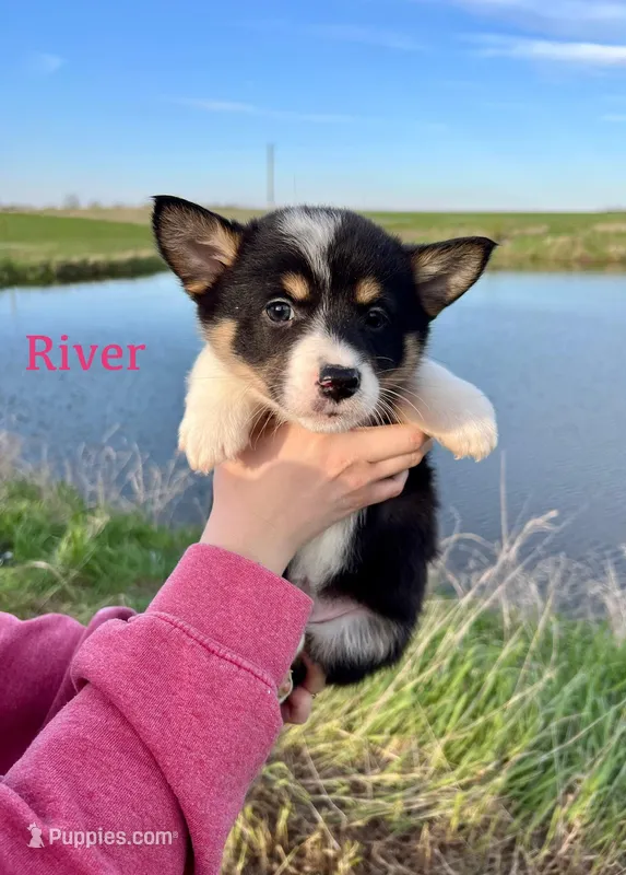 River – Border Collie, Pembroke Welsh Corgi puppy for sale in Leon, IA