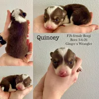 Quincey, a female Border Collie and Pembroke Welsh Corgi for sale in Leon, IA – Photo 2 of 3