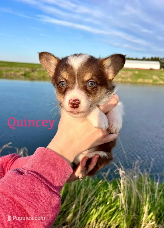 Quincey – Border Collie, Pembroke Welsh Corgi puppy for sale in Leon, IA