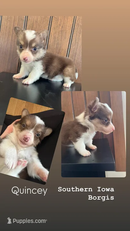 Quincey – Border Collie, Pembroke Welsh Corgi puppy for sale in Leon, IA