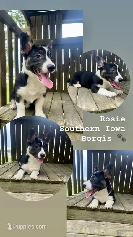 Rosie  – Border Collie, Pembroke Welsh Corgi puppy for sale in Leon, IA