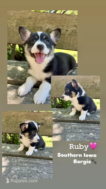 Ruby – Border Collie, Pembroke Welsh Corgi puppy for sale in Leon, IA