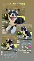 Ruby, a female Border Collie and Pembroke Welsh Corgi for sale in Leon, IA – 1 of 5