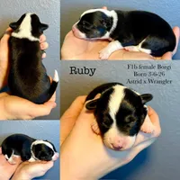 Ruby, a female Border Collie and Pembroke Welsh Corgi for sale in Leon, IA – Photo 2 of 3