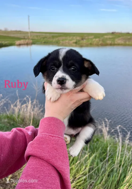 Ruby – Border Collie, Pembroke Welsh Corgi puppy for sale in Leon, IA