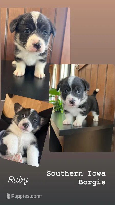 Ruby – Border Collie, Pembroke Welsh Corgi puppy for sale in Leon, IA